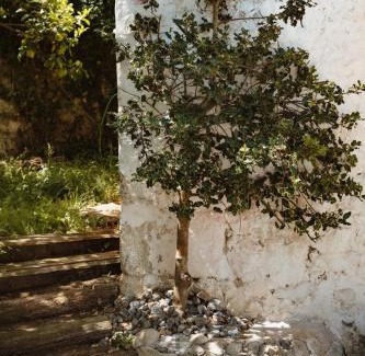 Isla Casa | La casa de los árboles