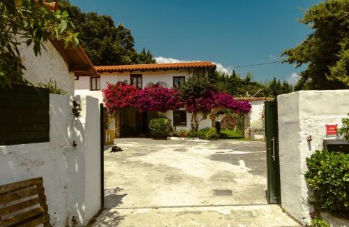 Isla Casa | La casa de los árboles