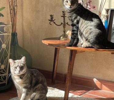 Durcal Casa | La Casa De Los Gatetes