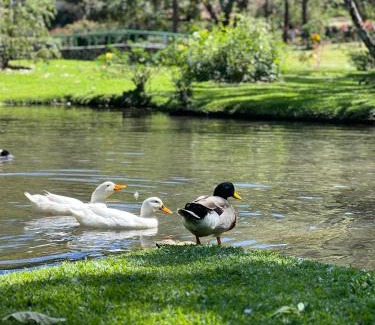 El Valle de Anton Casa | La Casa de los Patos