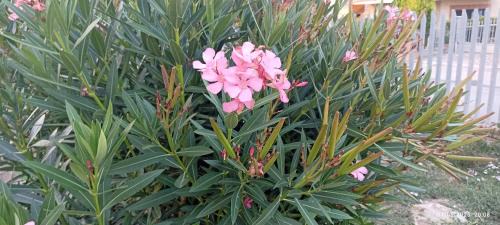 Panicarola Casa | La Casa Di Maya