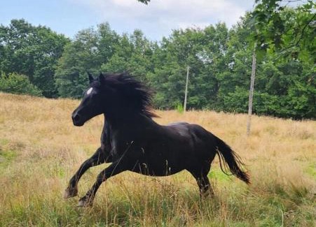 Saint-Leonard-de-Noblat Cama Y Desayuno | La Longère du cheval noir chambre d'hôtes référence et table d'hôtes, en pleine nature, proche d'une cité médièvale, parking couvert securisé