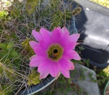Xichú Casa | La Mexicana