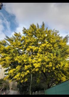Albisola Superiore Apartamento | La Mimosa