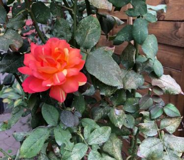 Asti Apartamento | La Porta Nel Giardino