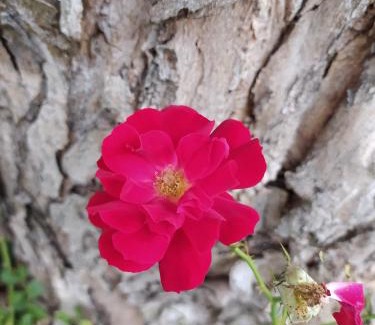 Nonantola Cama Y Desayuno | La Rosa Selvatica