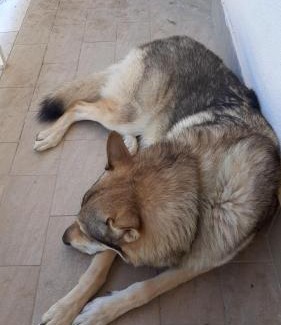 Terminillo Apartamento | La tana del lupo Pet Free