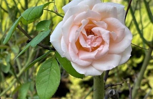 Precetto Casa | La Tenuta dei Fiori