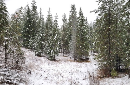 Harvard Alquiler De RV | Large RV site with full hookups, surrounded by trees and nature.