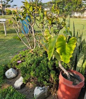 Moche Casa | Las Flores de Moche