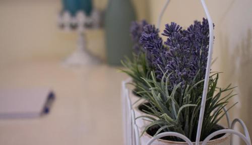 George Casa | Lavender Lane