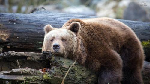 Jezerce Casa | Lazy Bear