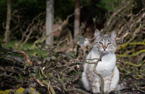 Versols-et-Lapeyre Casa | Le Chat Blanc Gîte
