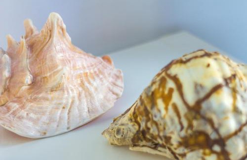Marettimo Apartamento | Le Conchiglie