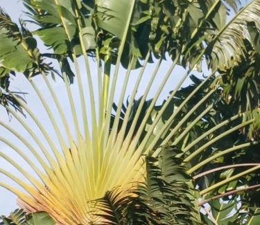 Afareaitu Casa | Le papayer