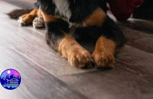 Saint Zenon Casa | Le St-Zen - Bord de l'eau & SPA Dogfriendly ($)