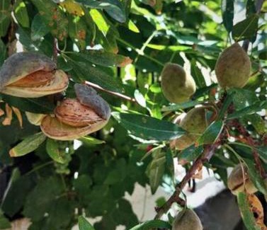 Kanoni Apartamento | Les Amandiers The almond trees by CorfuEscapes