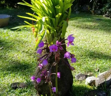 Saint-Claude Cabina | Les Bananes Vertes Ecolodges