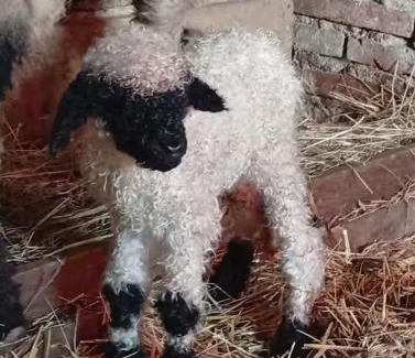 Corgengoux Casa | Les Blés Dorés et Les Graines de Lin, 2 gîtes à la Ferme avec moutons et piscine, à côté de Beaune