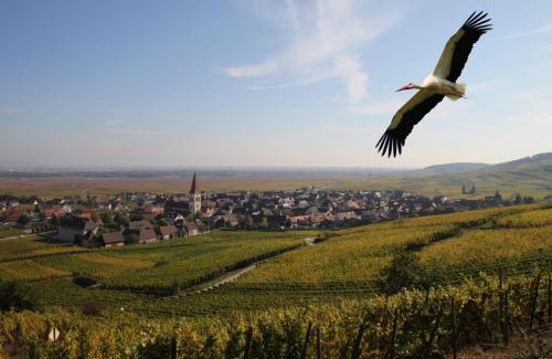 Ammerschwihr Casa | Les Chambres Du Vignoble