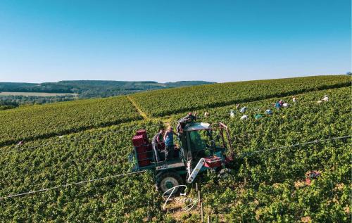 Noe-les-Mallets Otro | Les crins du vignoble