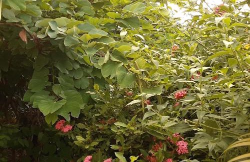 Les Anses-d'Arlets Apartamento | Les Hibiscus