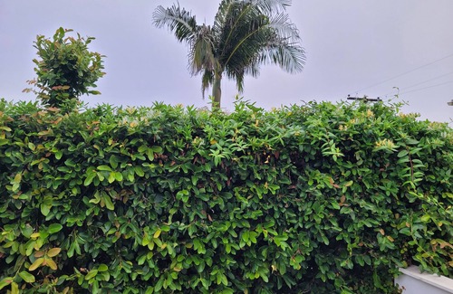 Leucadia Cabaña | Leucadia Charming Beach Cottage, 2 blocks to the beach & great outdoor space!