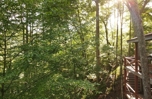 Suches Cabina | Life is a HOOT in the mountains of Suches