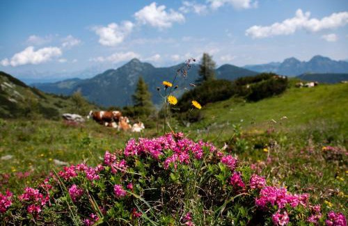 Zauchensee Apartamento | Liftgasthof Appartements
