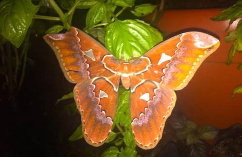 Naranjito Casa | Light of Dawn