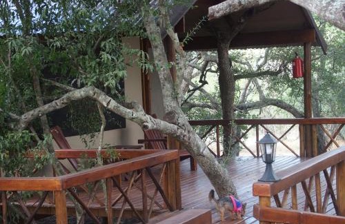 Thorny Bush Game Reserve Cabina | Lion Tree Top Lodge