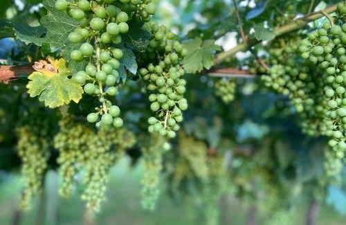 Montioni Cama Y Desayuno | Locanda Arizona