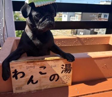 Shirahama Apartamento | LOG HOUSE 白浜 -Shirahama- Dog run, hot springs, BBQ, and sauna! PET OK