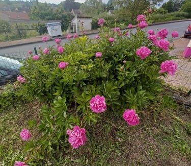 Trezelles Casa | Logis des Pivoines