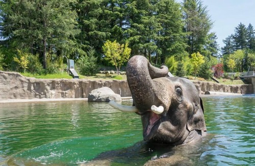 Tigard Casa | Look No Further! FREE Parking & Pool, Minutes to Museum of Science & Industry