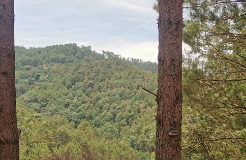 San Sebastián Río Hondo Cabina | LOS PINOS MAGICOS Cabin