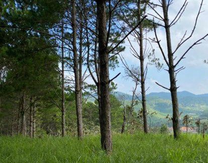 Duc Trong Casa | Love Pine Forest Campsite