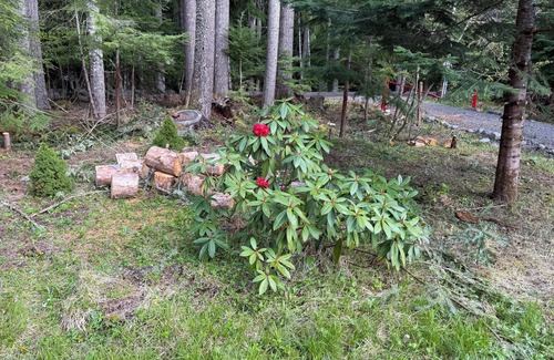 Enumclaw Cabina | Lovely cedar log cabin in Greenwater minutes to Mount Rainier