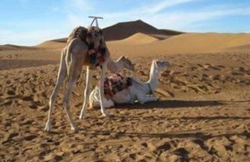 Zaouia De Sidi El Mokhtar Ben Ali Otro | Bivouac Les Dunes De Tinfou