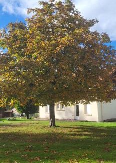 Xonrupt-Longemer Apartamento | Magnifique appartement le marronnier