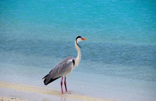 Makunudu Complejo | Makunudu Island- An Intimate Hideaway