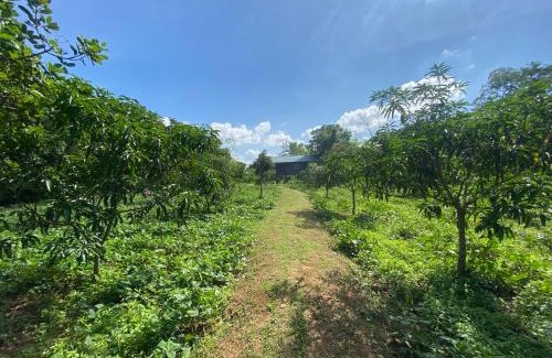Pahala Maragahawewa Otro | mango villa wilpattu