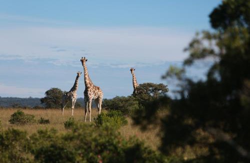 Ndlambe Cabina | Mansfield Private Reserve