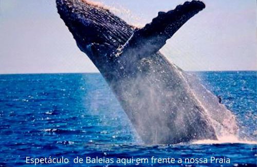 Campeche Sul Casa | Mar&sol 80 mts da Praia Bangalôs Aconchegantes e Completos
