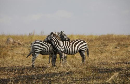Maasai Mara Hotel | Mara green camp