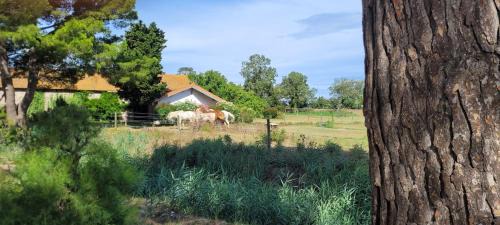 Port-Saint-Louis-du-Rhone Casa | Mas du Grand Peloux