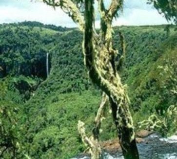 Aberdare National Park Casa | Maverick Camp, Rondavels and Homestay