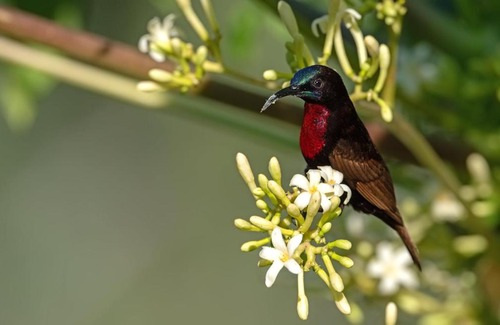 Amhara Region Cabina | Mayleko Lodge
