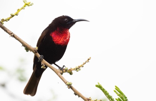 Amhara Region Cabina | Mayleko Lodge