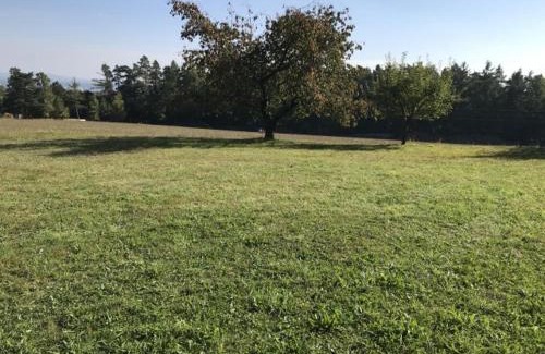 Tabor Otro | Meadow by the forest
